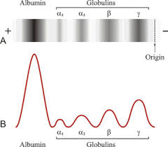 What Are The Functions Of Plasma Proteins? How Do They Work? - Quora