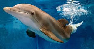 Dolfijn Winter Meest Bijzondere Dolfijn Met Een Prothese Als Staart Hartverwarmend Verhaal Clearwater Marine Aquarium Animals Marine Aquarium