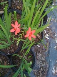 Image result for Freesia laxa