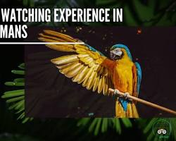 Image of Wildlife Watching Havelock Island