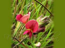 Image result for Alysicarpus zeyheri