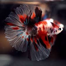 Live Betta Fish Fancy Super Red Koi Galaxy Rosetail Hm Male 325 Betta Fish Betta Fish