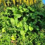 Image result for Ligularia sibirica