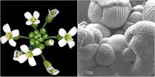 The lens that you look through is the ocular (paired in binocular scopes); How Do Plant Hormone Control Cell Division