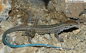 Black And White Striped Lizard Arizona Tiger Whiptail Aspidoscelis Tigris Reptiles Of Arizona