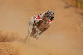 Kostenlose lieferung für viele artikel! Greyhound Charakter Wesen Bilder Und Viele Informationen
