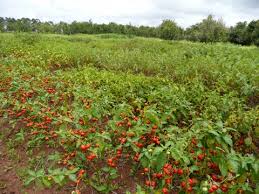 Image result for Solanum aethiopicum