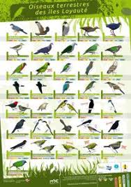 Oiseaux Terrestres Iles Loyaute Nouvelle Caledonie Endemique Zosterops Oiseaux Oiseaux Marins Caledonie