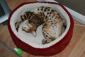 Before adopting your future bengal cat, you may want to check out the faq for quick answers to the most frequently asked questions. Do You Agree That Bengal Cats Should Be Banned Catster