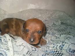 Also, feel free to contact me. Dachshund Puppies For Sale