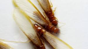 100 galeria blvd slidell, la 70458. Blue Star Pest Control Pest Control And Termite Treatment Protection