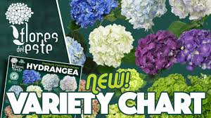 Jet Fresh Flowers New Variety Chart Flores Del Este Hydrangea