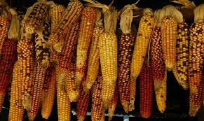 Things you probably didn't know about thanksgiving. Sorting Out The Myths And History Behind Thanksgiving