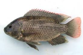 Mereka menyimpulkan, spesies ikan air tawar di jambi ada 289, termasuk paedocypris progenetica atau ikan terkecil di dunia yang mereka temukan di sekitar rawa dan sungai gambut di kumpeh ilir. 10 Jenis Ikan Air Tawar Di Indonesia Yang Sering Dikonsumsi