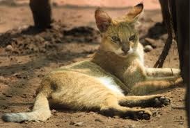 There are two explanations for this: Top 14 Big Cat Species In India Popular Biggest Wild Cats Fact