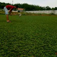 Harga rumput gajah mini jenis hijau maupun putih ini bisa dibilang cukup terjangkau ya. Kebun Bibit Rumput Gajah Mini Harga Bersaing Untuk Pertamanan Perkebunan Di Carousell