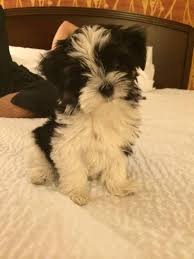 Pin By Tammi K On Angel Doll Puppies Maltese Yorkie Lhasa Apso And Long Haired Chihuahua Mix Cute Animals Puppies Chihuahua Mix
