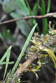 Image result for Grammitis