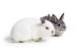 Difference Between Male Female Rabbits Cuteness Com Female Rabbit Rabbit Male
