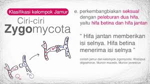 We did not find results for: Zygomycota Youtube