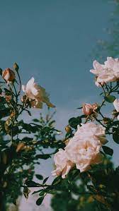 Imagem De Aesthetic Nature And Pretty Aesthetic Iphone Wallpaper Wallpapers Vintage Aesthetic Wallpapers