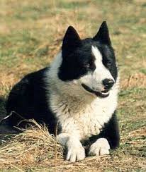 Image result for karelský medvědí pes