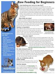 One Page Guide Raw Feeding For Beginners Cat Nutrition Raw Cat Food Recipes Cat Diet