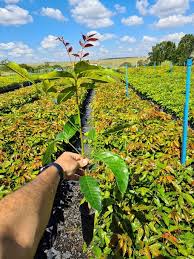 Image result for Khaya grandifoliola