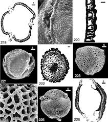 Image result for Erythrococca polyandra