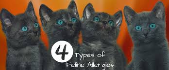 Indoor allergies tend to be at their worst in the late summer when dust mites are at their peaks. Four Types Of Feline Allergies