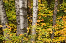 No booking fees · 24/7 customer service · free cancellation Birch Trees Fall Stock Photos Offset