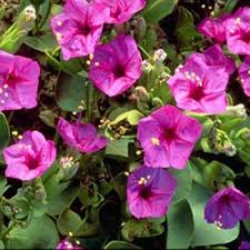 We did not find results for: How To Get Rid Of Japanese Beetles And Save Your Garden