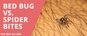 They bite humans in failed attempts to lay their eggs. Bed Bug Vs Spider Bite All You Need To Know Thepestkillers