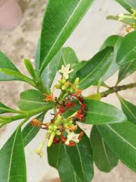 Image result for Orestias foliosa