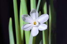 Paperwhite Bulb Reblooming How To Get Paperwhites To Flower Again