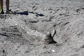 From seal to starfish to lost cat, sand sculptors have their day in sun