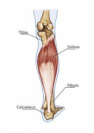 Building Better Calf Muscles How The Calf Works And How To