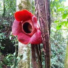 Gambar bunga bangkai dan raflesia bisa lo temui di web ini. Nggak Biasa Rafflesia Arnoldii Ini Tumbuh Menggantung Di Pohon