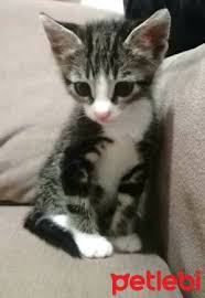 Petlebi Com Twitterissa Antalya Kedi Mavi Rus Cinsi 1 5aylik Yavru Aile Ariyorum 05362920371 Https T Co J5lga12ufw