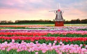 Holland Is Famously Low And Flat Its Open Landscape Peppered With Windmills Pumping Stations Dikes And L Tulip Fields Netherlands Tulip Fields Visit Holland