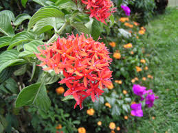 Image result for Pentas bussei