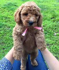 Depending on the parents, doodle puppies can have. We Are A Reputable Naples Florida Doodle Breeder