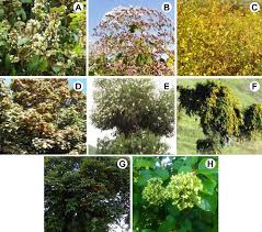 Image result for Vernonia ituriensis
