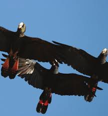 It is more common in the drier parts of the continent. Red Tailed Black Cockatoo In Flight Females And Immature Birds Have Download Scientific Diagram