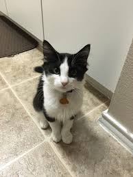 stray kitten walks into woman s life when she needs him the most 子猫 里親 猫