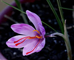Saffron Flower Crocus Flower Saffron Flower Crocus Bulbs