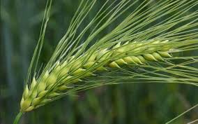 Orzo Proprieta Benefici Rimedi Naturali E Controindicazioni
