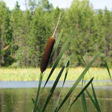 Maybe you would like to learn more about one of these? Grow Cattails In Your Water Garden And Pond Water Garden Landscaping With Rocks Backyard Water Feature