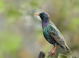 Star Vogel Des Jahres 2018 Zooroyal Magazin