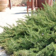 Image result for Rosmarinus officinalis